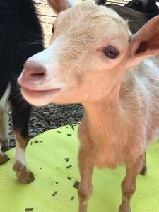 goat at goat yoga
